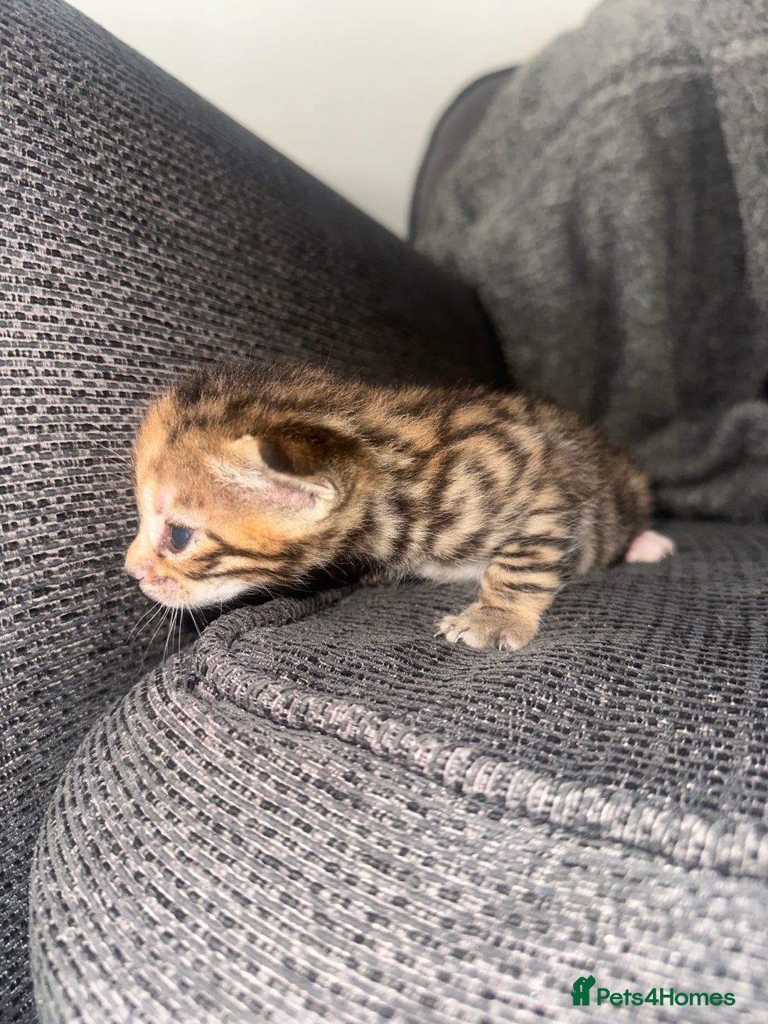 Manx cats for sale: Beautiful Banx Kittens  - Image 16