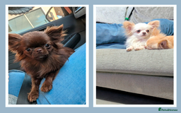 Chihuahua dogs for stud: Tiny Chihuahua Stud Boys.  - Image 1
