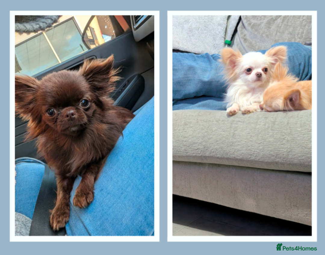 Chihuahua dogs for stud: Tiny Chihuahua Stud Boys.  - Image 1