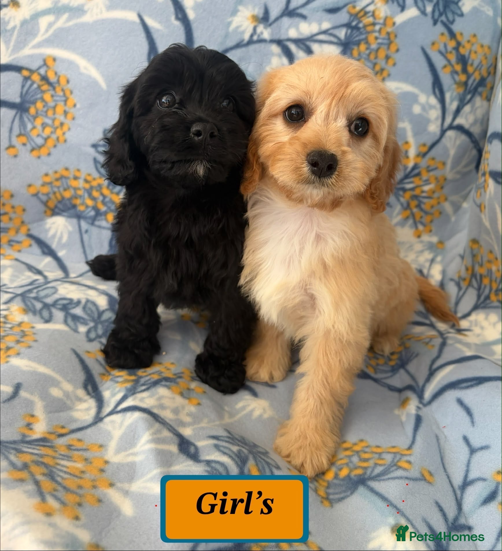 Cavapoo dogs F1 Cavapoo puppies !!! - Advert 2