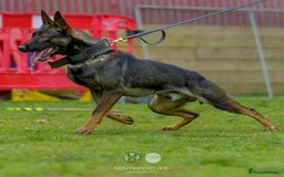 Belgian Shepherd Dog dogs for sale: Exceptional Herders from World-Class Lines - Image 10