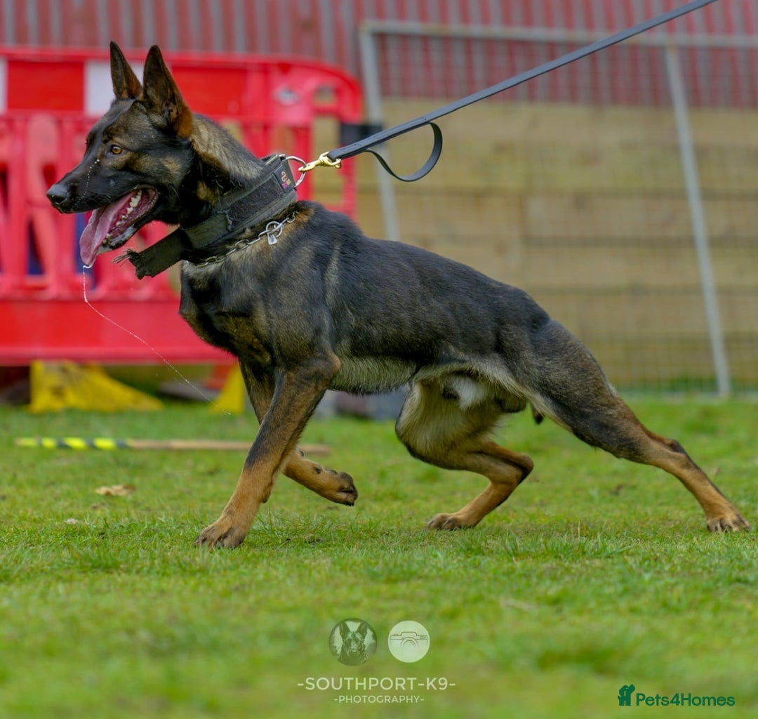 Belgian Shepherd Dog dogs for sale: Exceptional Herders from World-Class Lines - Image 10