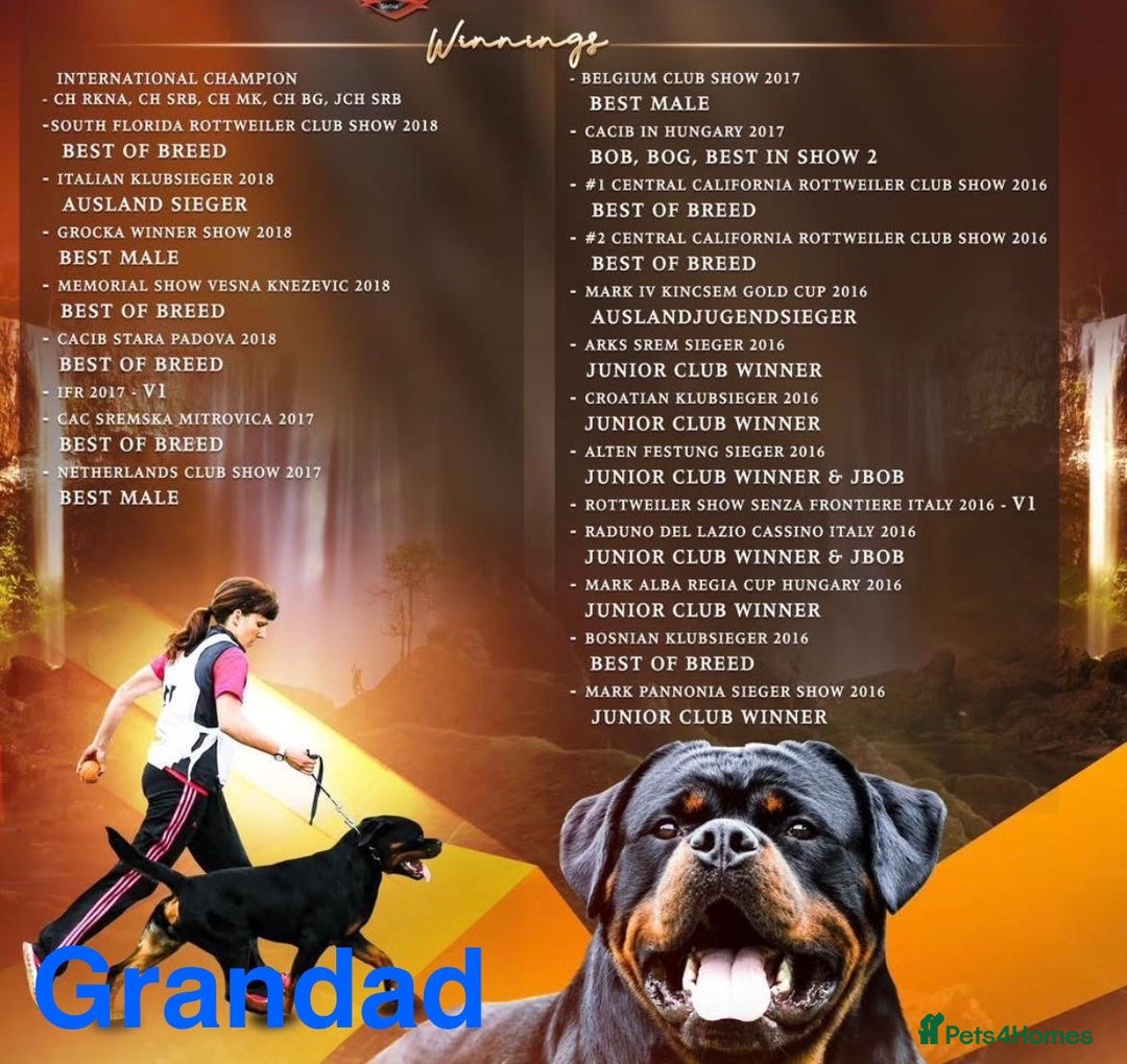 Rottweiler dogs for sale: Stunning kc registered Rottweiler pups.  - Image 21