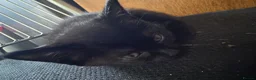 Arctic Curl cats for sale: 4 kitten litter  - Advert 2