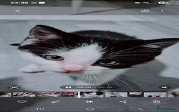 Mixed Breed cats for sale: BEAUTIFUL Kittens Looking forever home - Image 8