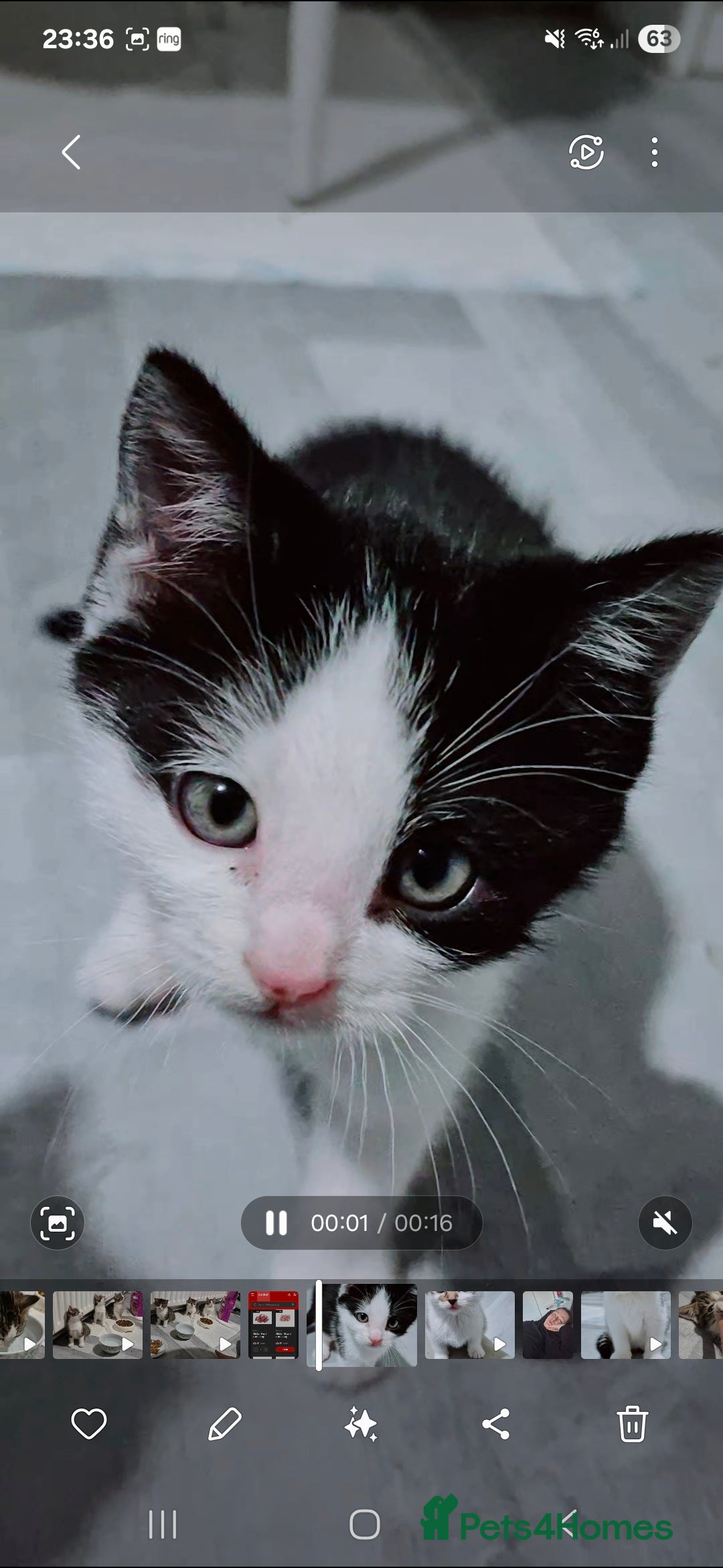 Mixed Breed cats for sale: BEAUTIFUL Kittens Looking forever home - Image 8