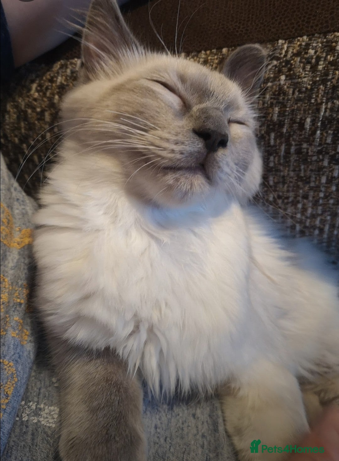 Ragdoll cats for sale: Freddie the ragdoll  - Image 2