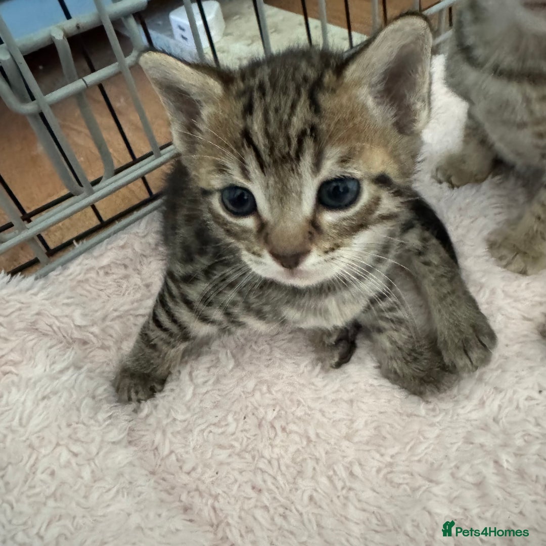 Savannah cats for sale: Only 1 girl savannah still available.  - Advert 8