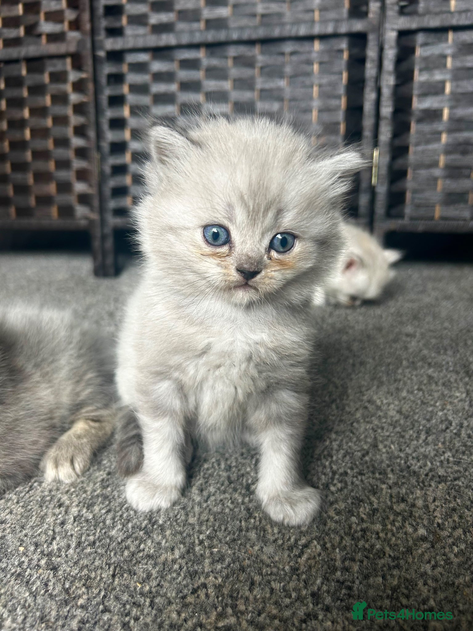 Perdoll cats for sale: Persian Kitty’s for sale 🩶 - Advert 10