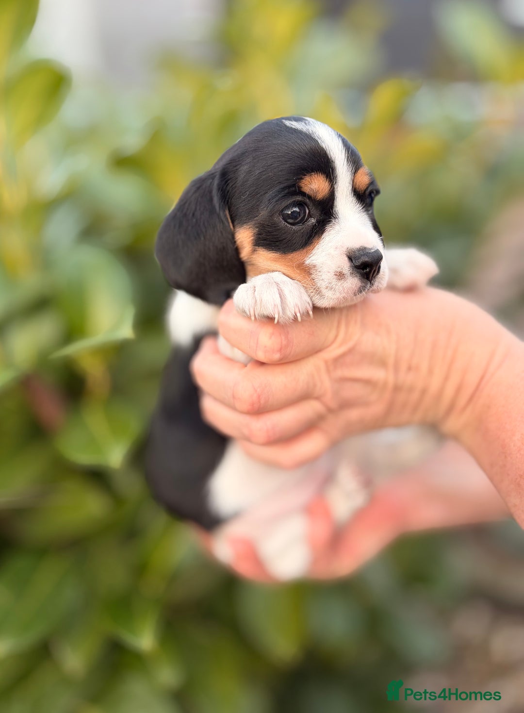 Cavapoo dogs for sale: cavapoo puppy's  - Advert 6