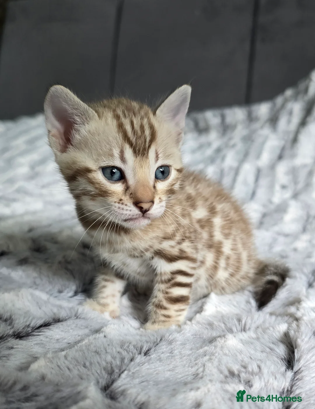 Bengal cats for sale: Waiting list open for kittens 2026-expecting 27.01 - Advert 18