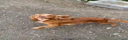 Cocker Spaniel dogs for sale: KC reg Cocker pups - Advert 11