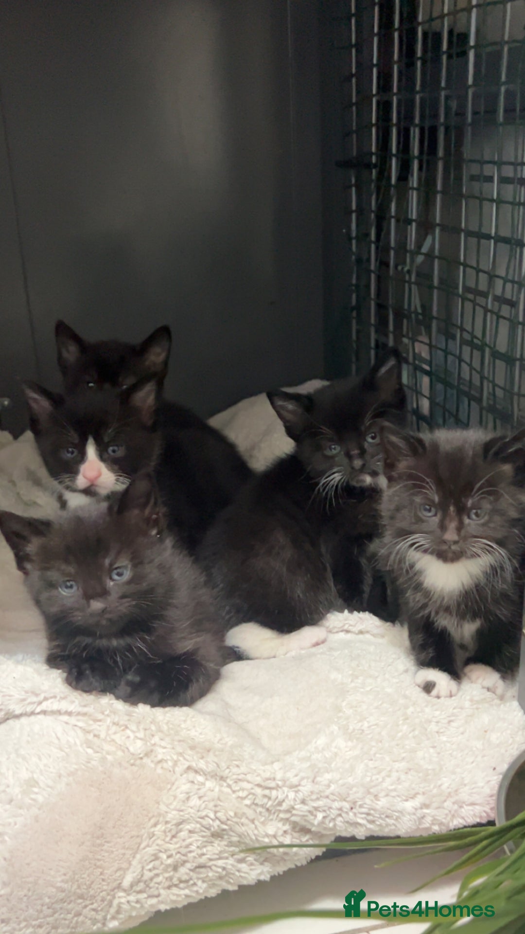 Mixed Breed cats for sale: beautiful kittens  - Advert 4