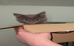 Mixed Breed cats for sale: Blissa & Mochi–BondedPairLookingforaLoving home - Image 6