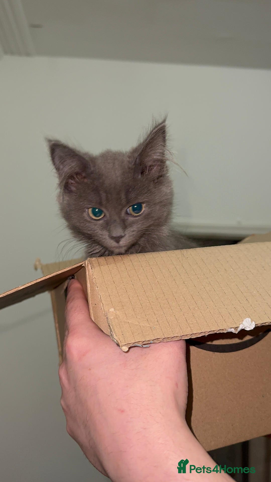 Mixed Breed cats for sale: Blissa & Mochi–BondedPairLookingforaLoving home - Image 6