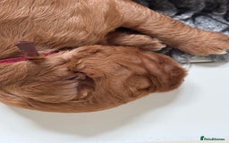 Australian Labradoodle dogs for sale: 5* Health tested Australian Labradoodles - Image 7