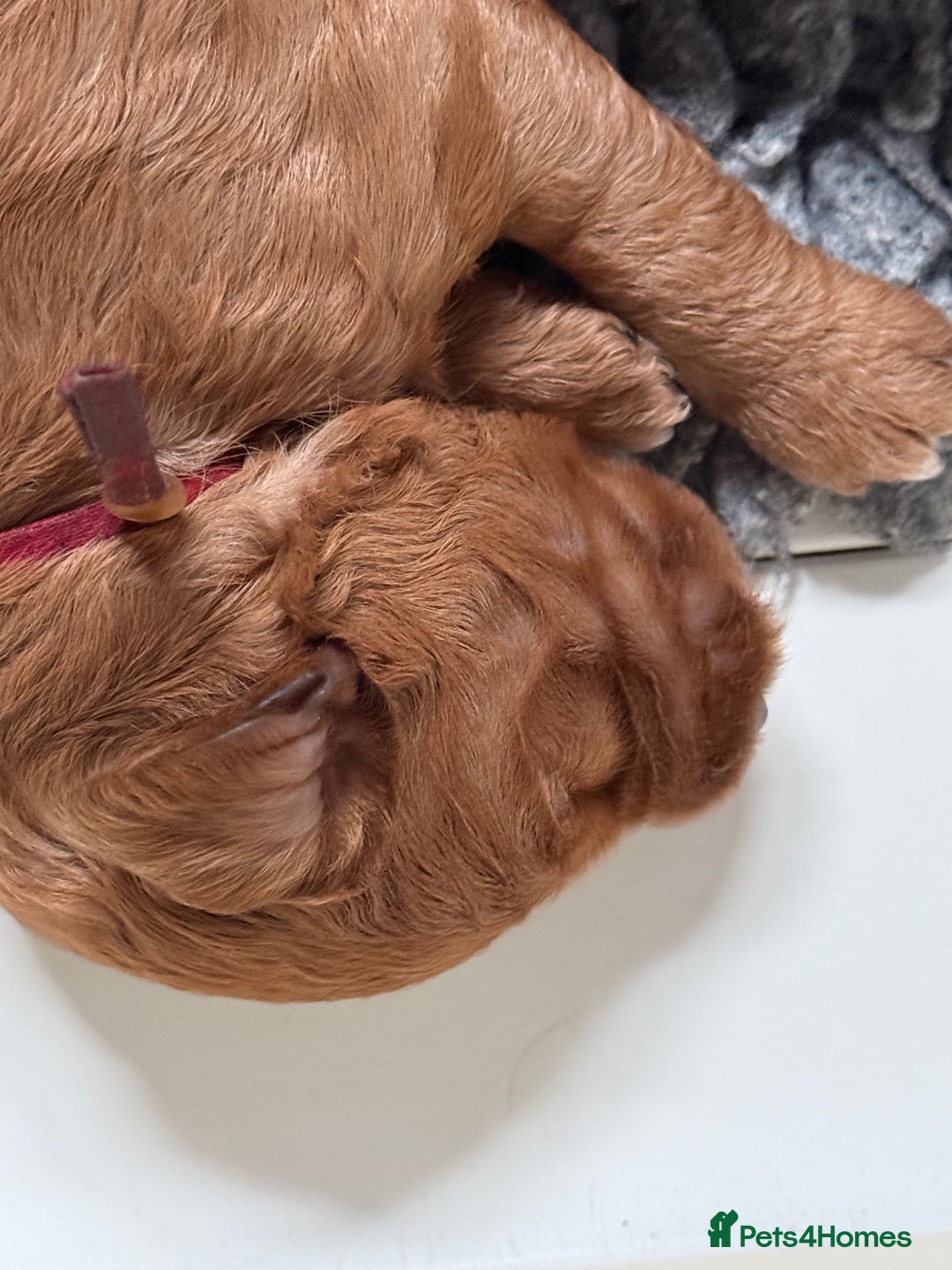 Australian Labradoodle dogs for sale: 5* Health tested Australian Labradoodles - Image 7