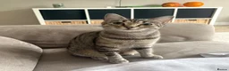 Bengal cats for sale: Bengal x tabby female cat  - Advert 3