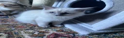 Ragdoll cats for sale: Gccf registered ragdoll kittens  - Advert 6