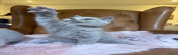 British Shorthair cats for sale: Beautiful Blue British Shorthair- Ready to collect - Advert 3
