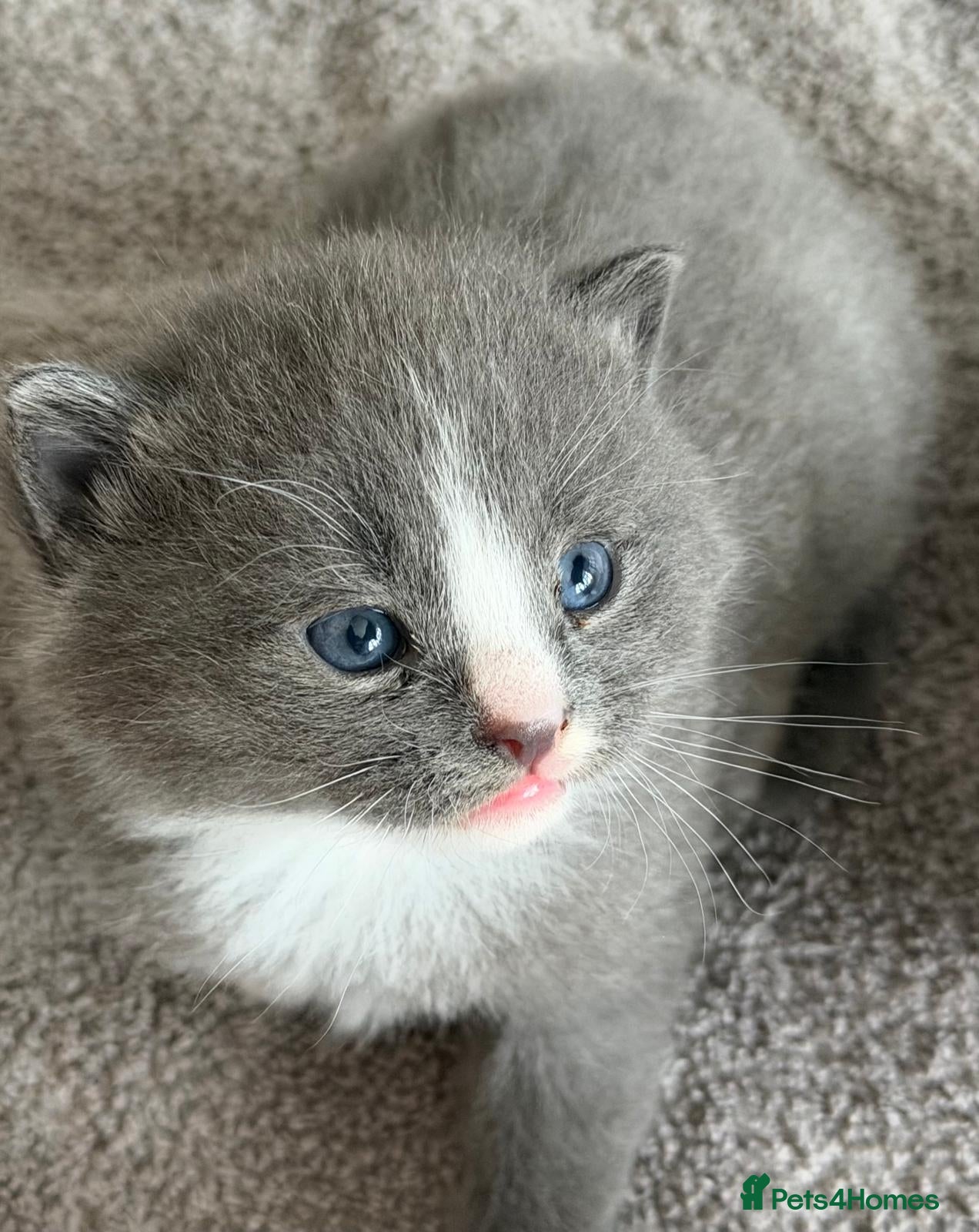 Mixed Breed cats 🐱 Beautiful friendly kittens 🐱 £180-£250  - Advert 3