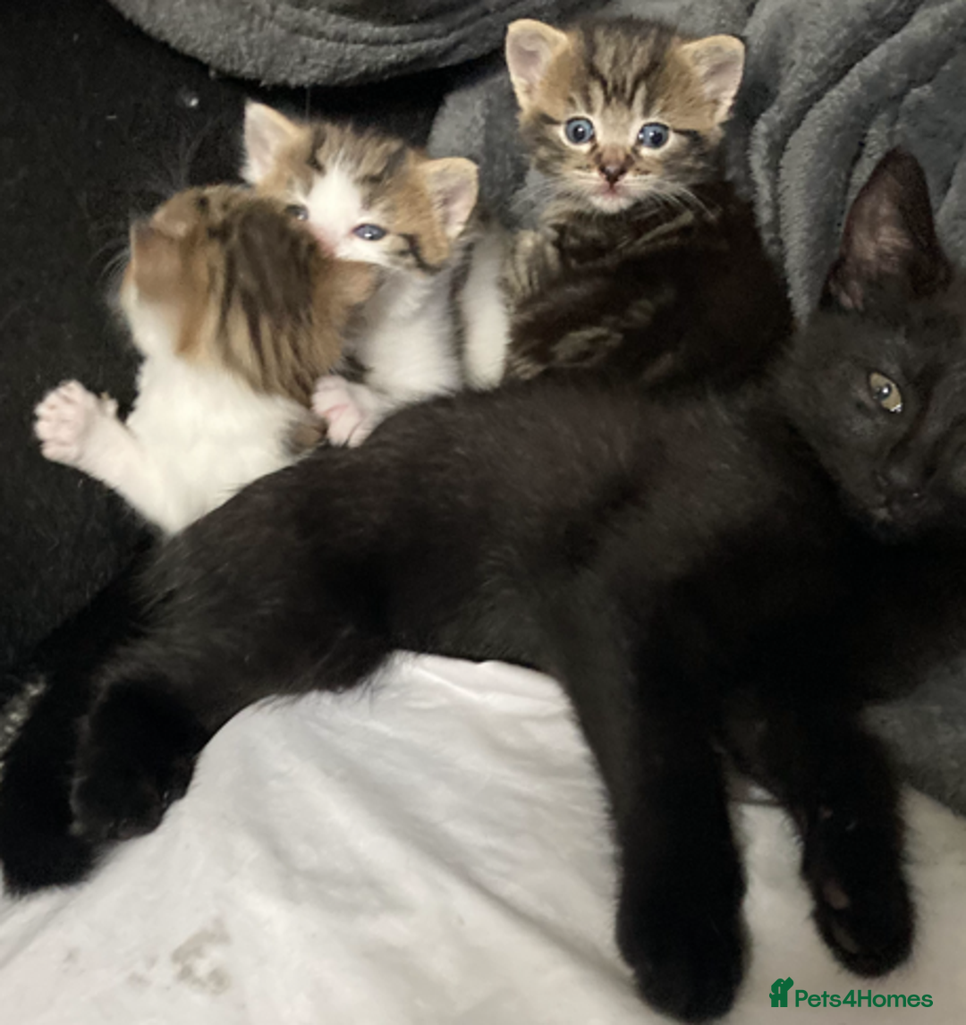 European cats for sale: Four Gorgeous Kittens Looking for Forever Homes - Image 2