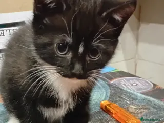 Mixed Breed cats Kittens for sale - Advert 9