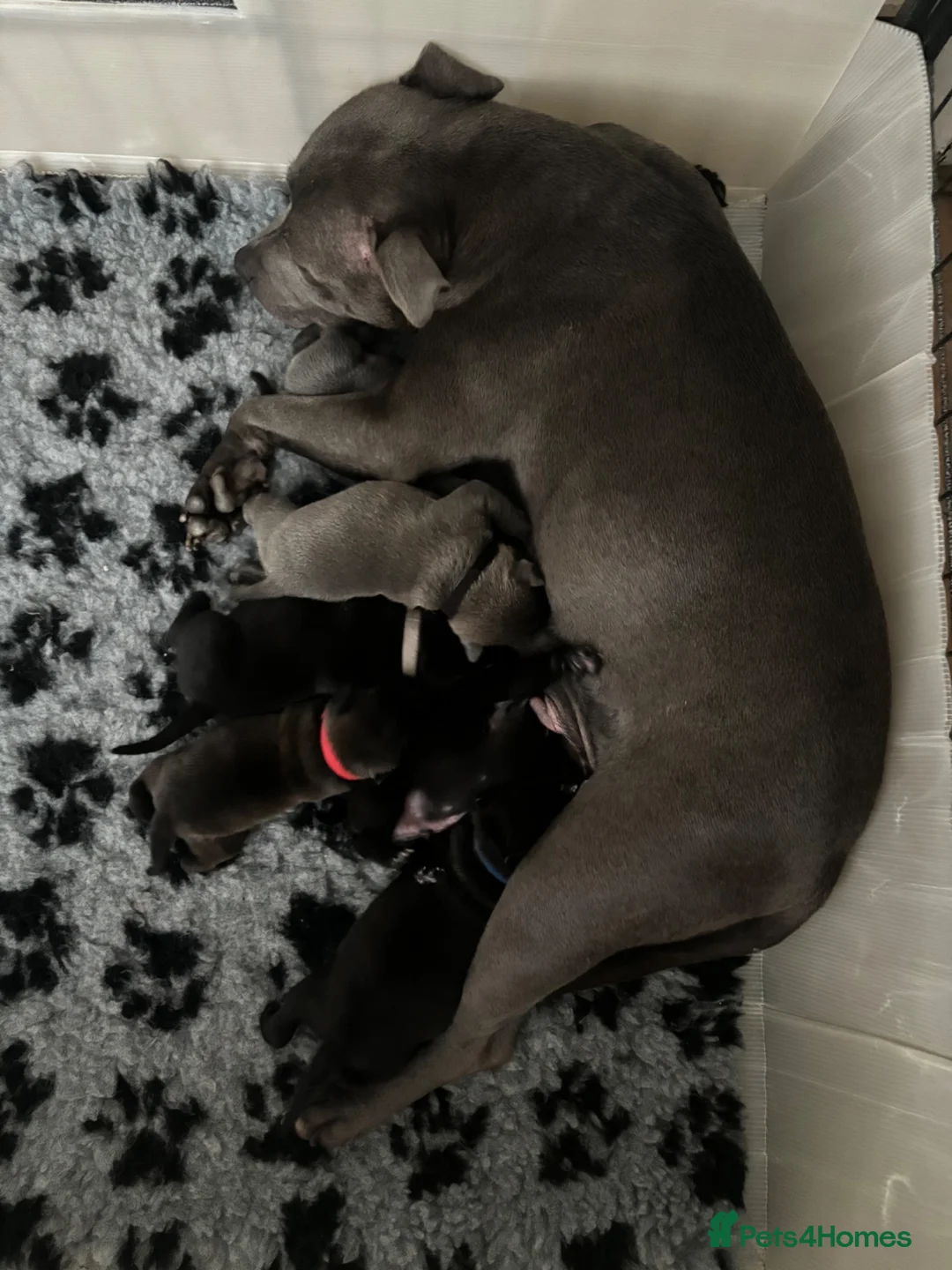Staffordshire Bull Terrier dogs for sale: 🖤💙 Stunning Litter - Advert 1