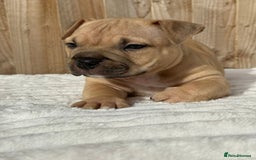 American Bully dogs for sale: Pocket bully puppies *2 females left* - Image 2