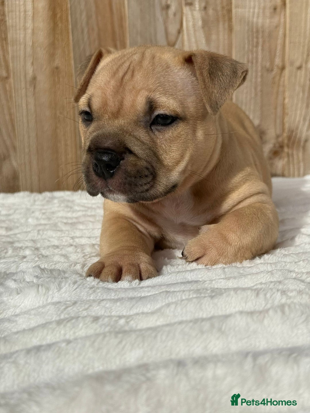 American Bully dogs for sale: Pocket bully puppies *2 females left* - Image 2