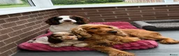 Cocker Spaniel dogs for sale: Show cocker pups  - Advert 2
