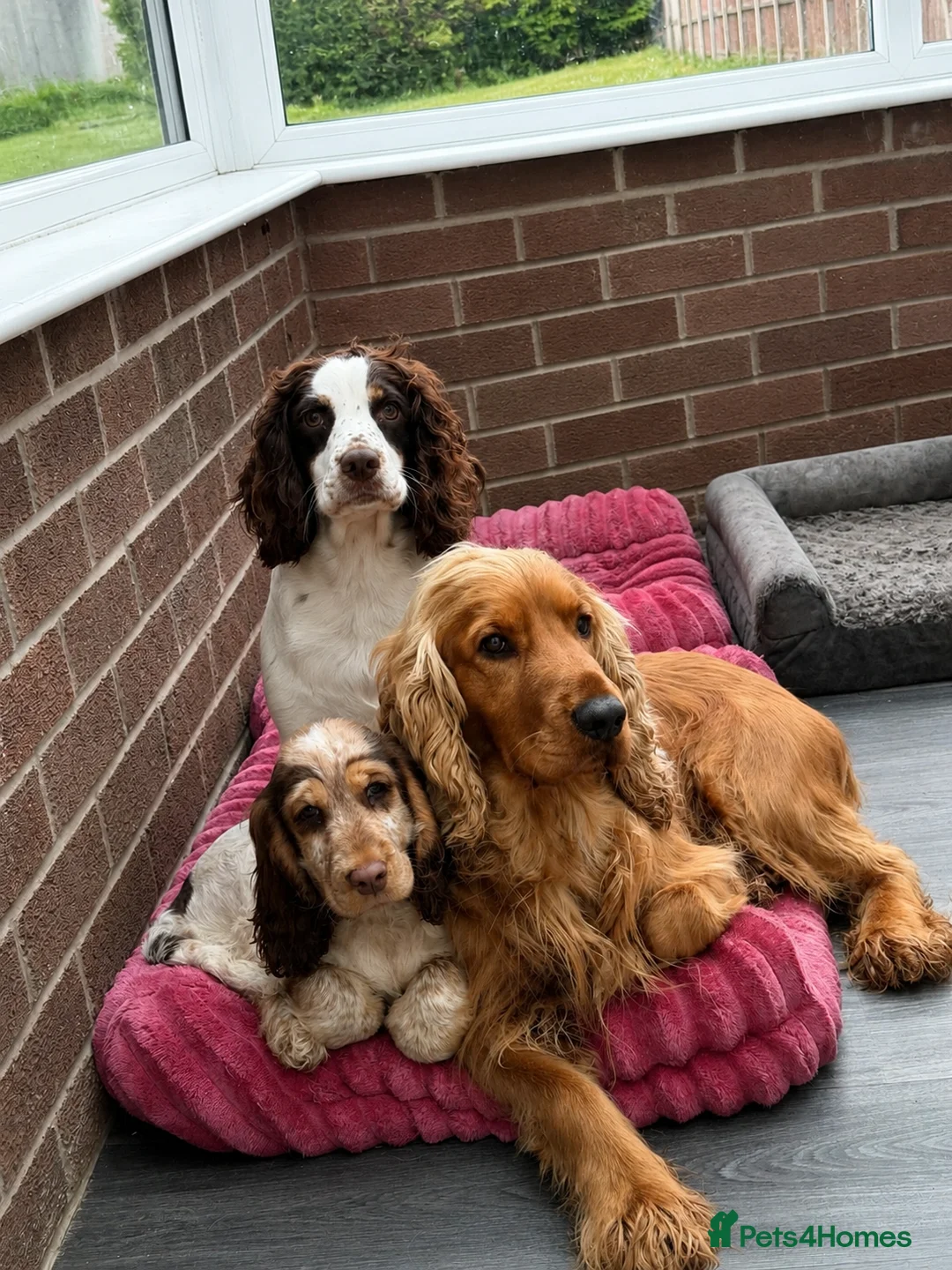 Cocker Spaniel dogs for sale: Show cocker pups  - Advert 2