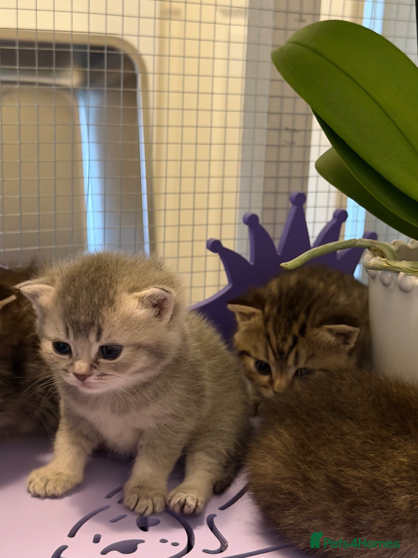 British Shorthair cats BSH chinchila 💝💝🌟🌟🌟🌟🌟🥇🥇🥇🥇 - Advert 1