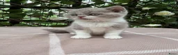 British Shorthair cats for sale: Lilac bi British shorthairs  - Advert 5