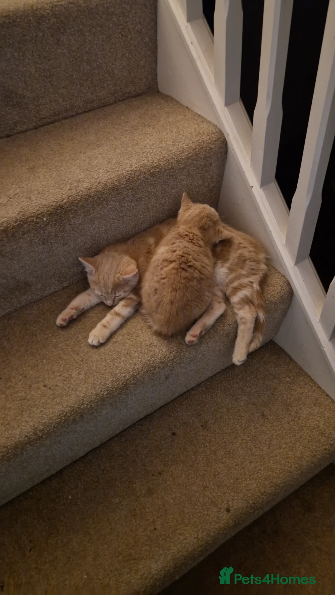 Domestic Shorthair cats for sale: 2 adorable mink ragdoll cross girls - Advert 10