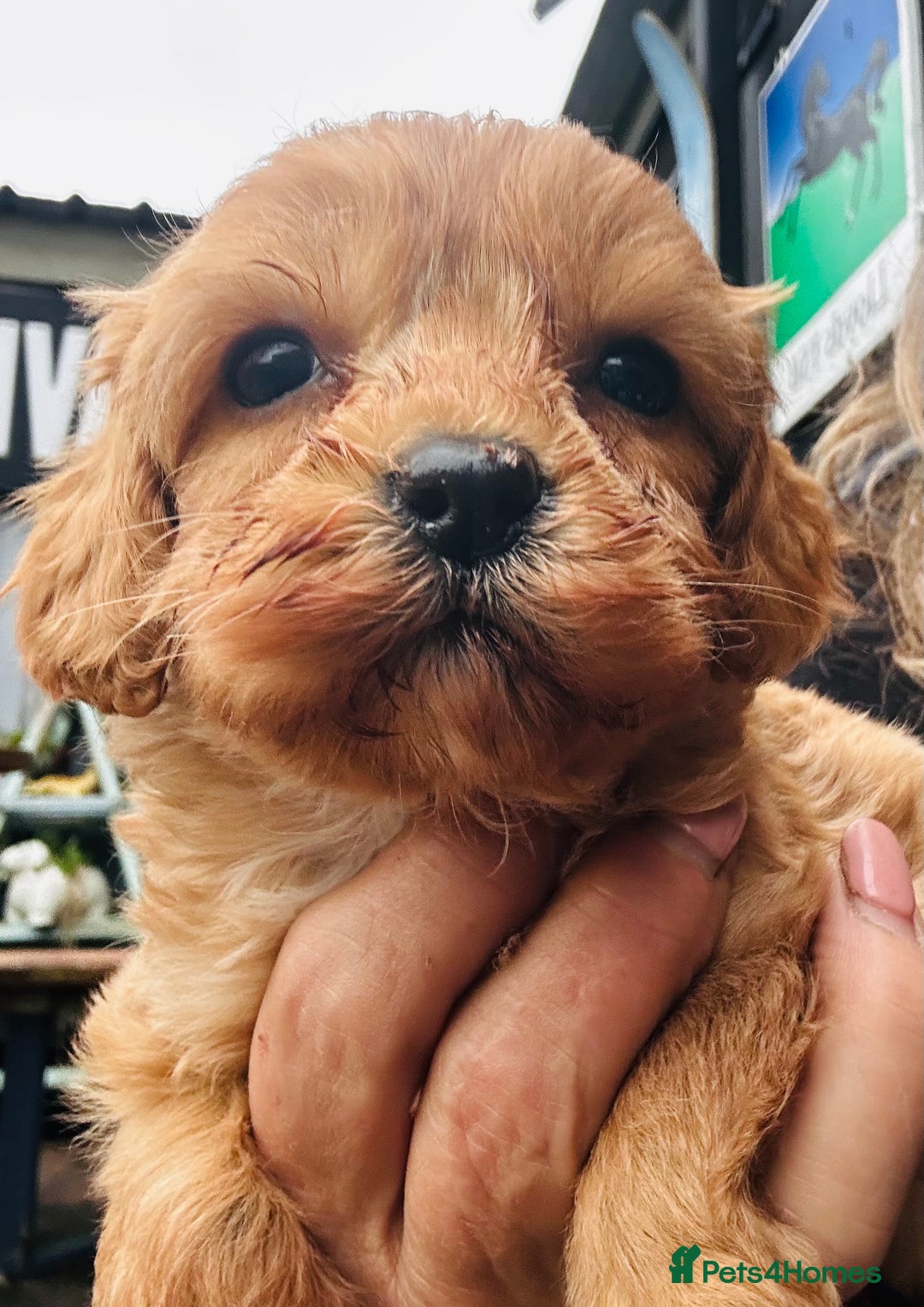 Cavapoo dogs for sale: Bright red not to curly f1 Cavapoo’s  - Advert 41