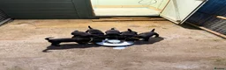 Labrador Retriever dogs for sale: Fantastic pedigree, two black boys available! in Alton - Advert 1