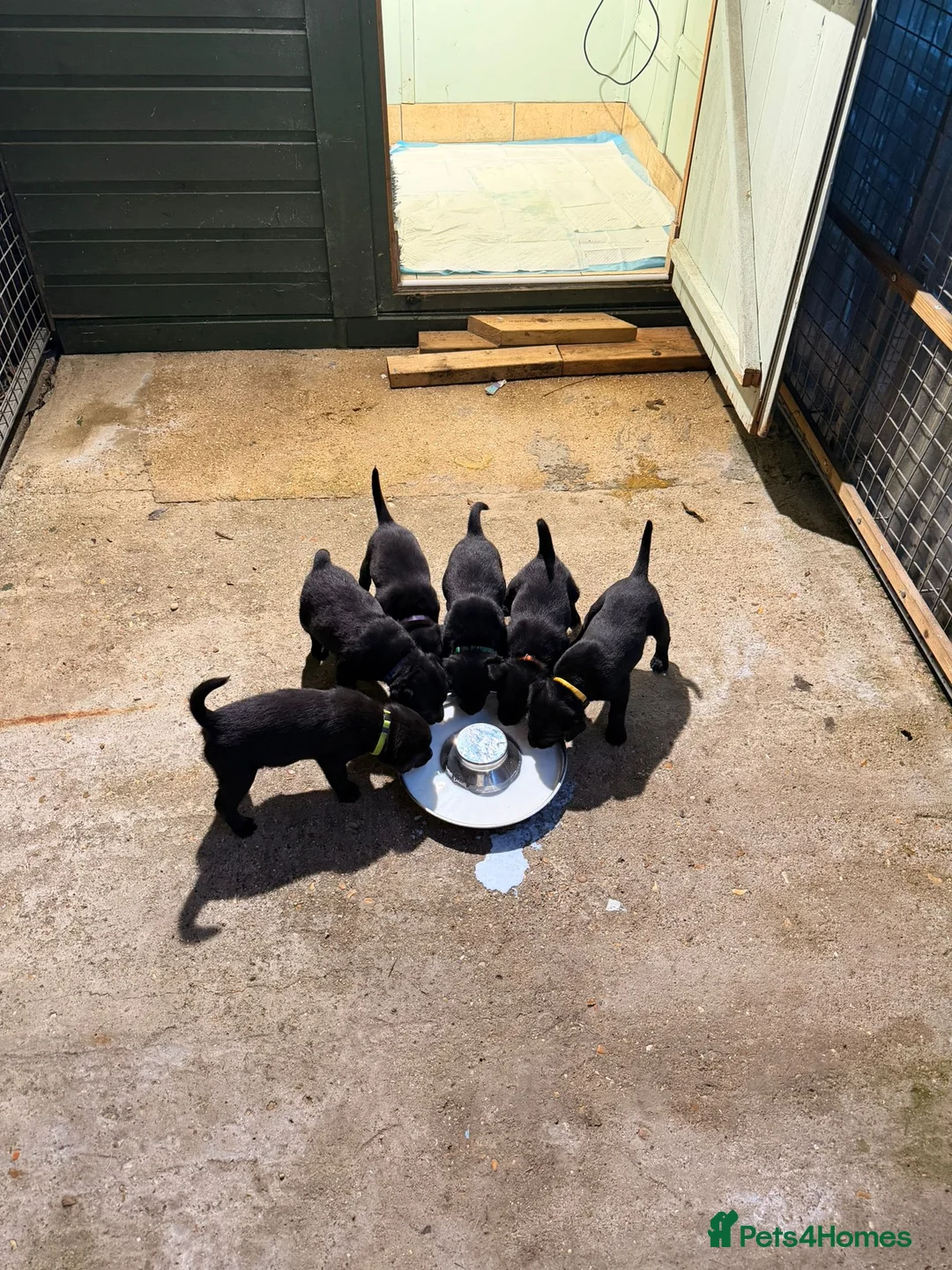 Labrador Retriever dogs for sale: Fantastic pedigree, two black boys available! in Alton - Advert 1