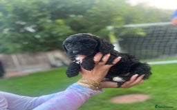 Cockapoo dogs for sale: Cockapoo pups for sale  - Image 2