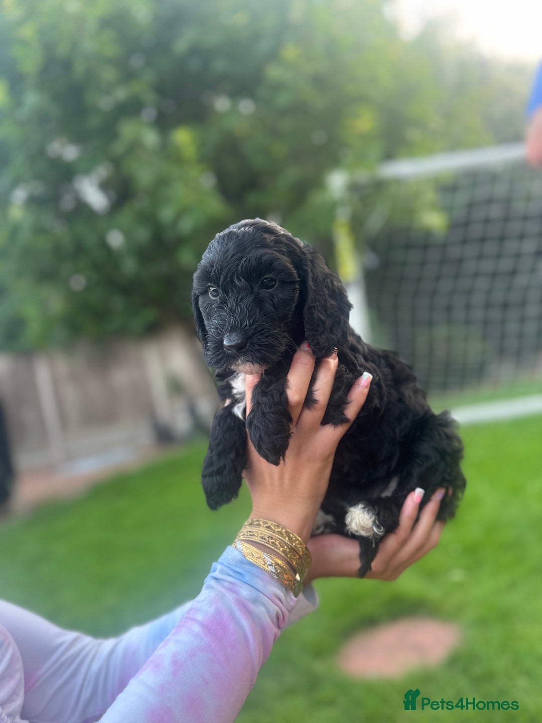 Cockapoo dogs for sale: Cockapoo pups for sale  - Image 2