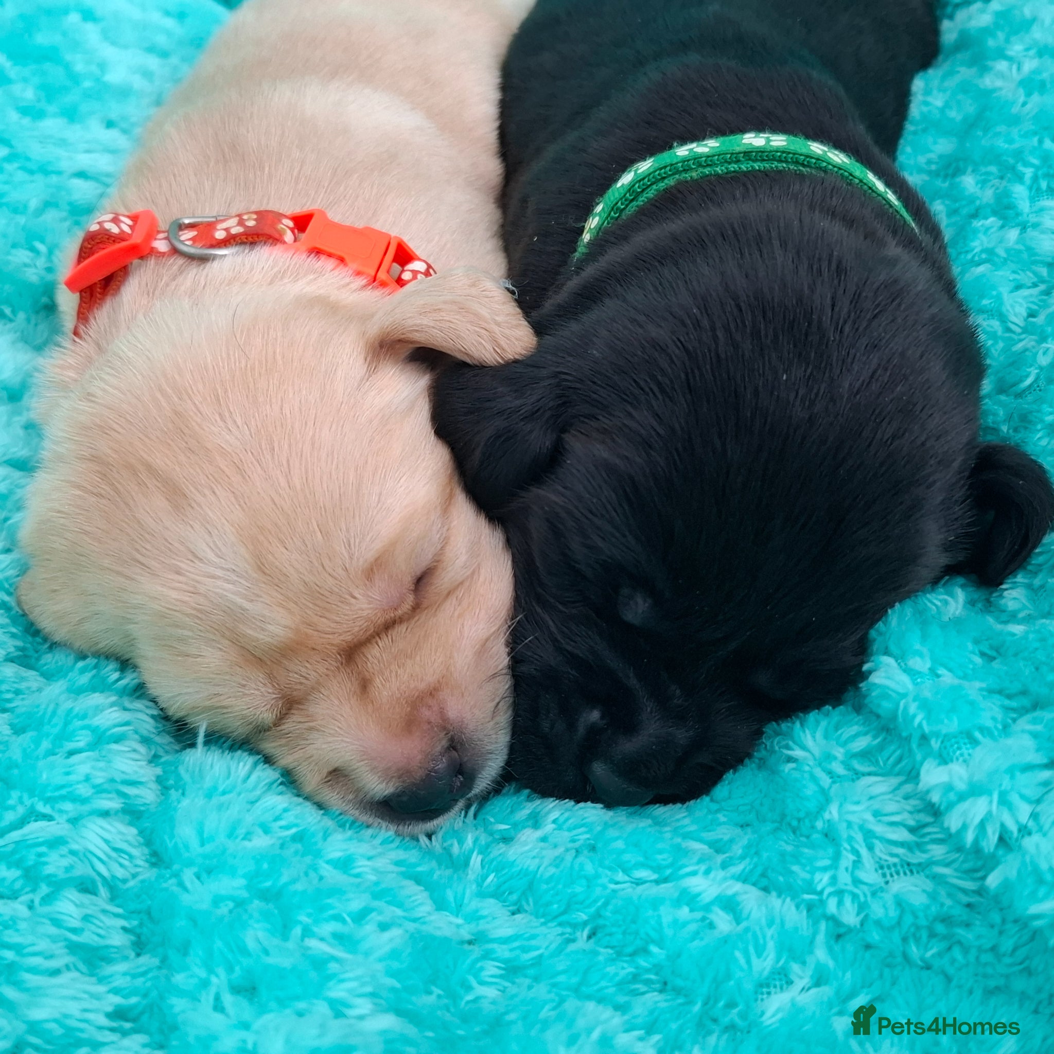 Labrador Retriever dogs **Only 2 Boys Remaining-Ready To View** - Advert 2