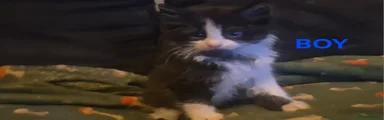 Mixed Breed Kitten 3