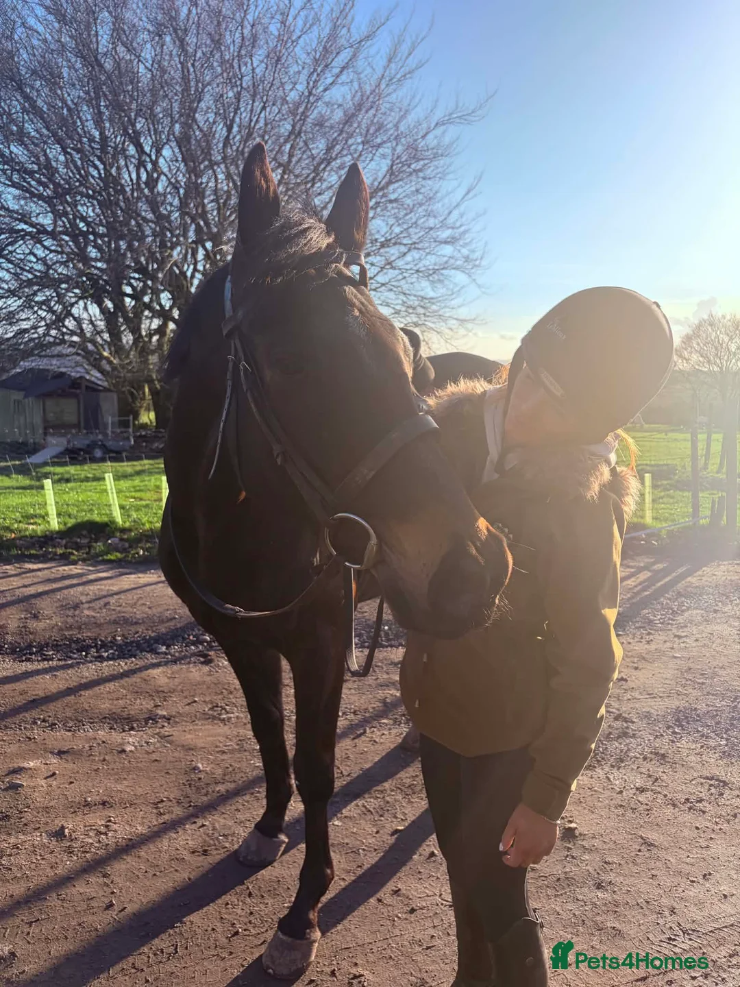 Irish Thoroughbred horses for sale: 15hh 5 year old gelding in Bargoed - Advert 26