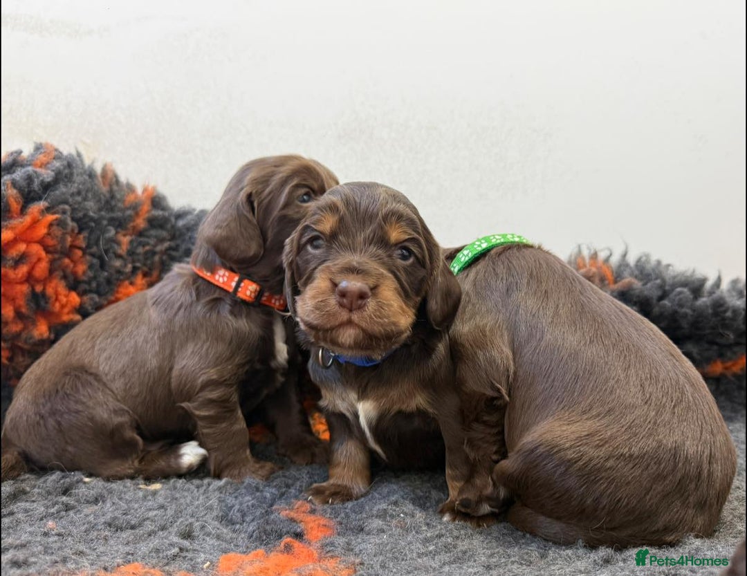 Cocker Spaniel dogs for sale: stunning chocolate and tri kc cocker spaniels - Advert 8