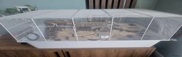 Hamster rodents for sale: Russian Dwarf hamster (Hammy) in Didcot - Advert 4