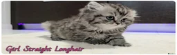 Scottish Fold cats for sale: Scottish fold - Advert 9