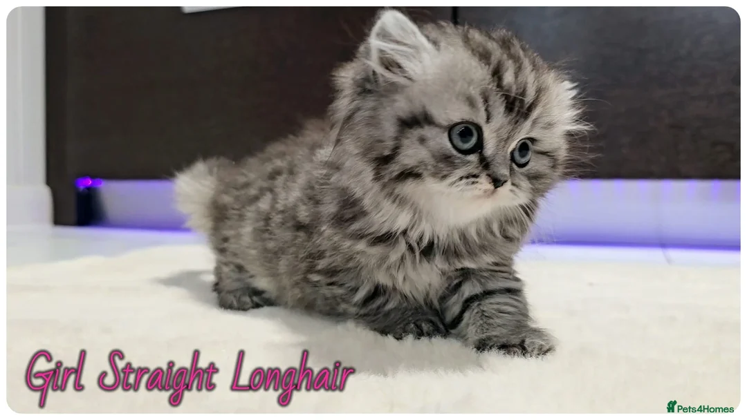 Scottish Fold cats for sale: Scottish fold - Advert 9