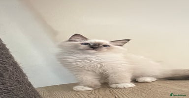 Ragdoll cats - Advert 10