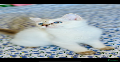 Ragdoll cats - Advert 2