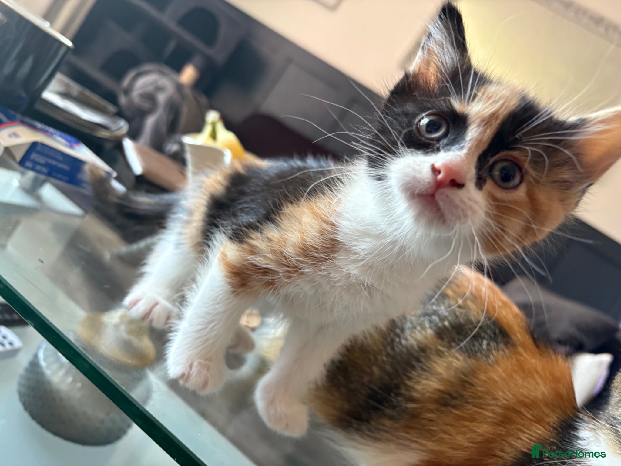 Mixed Breed cats 2 beautiful kittens for sale leave this weekend  - Advert 1